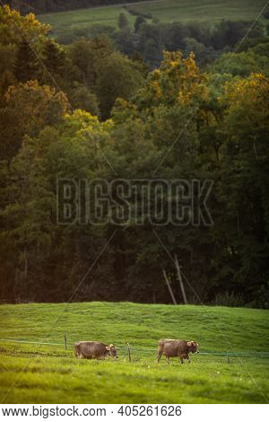Cows going home from pasture at the close of the day - Regenerative farming conceptGrass fed beef