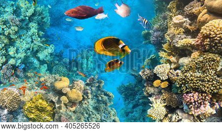 Fish In The Natural Environment