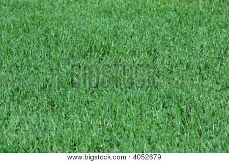 natürlichen grünen Gras