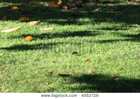 natürlichen grünen Gras