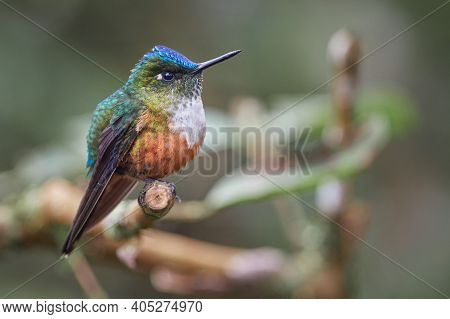 Hummingbird Female Perched Sideways On A Branch