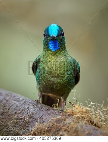 Beautiful Hummingbird Looking Straight Ahead On A Perch
