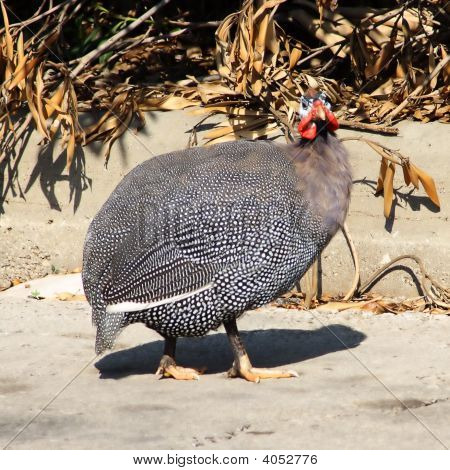 großer Vogel