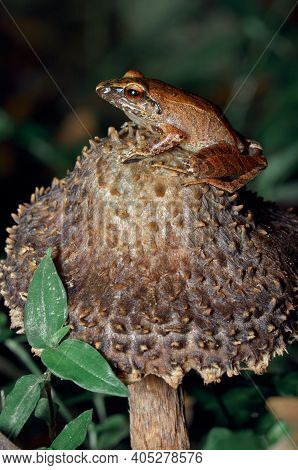 A Little Frog Resting On A Mushroom