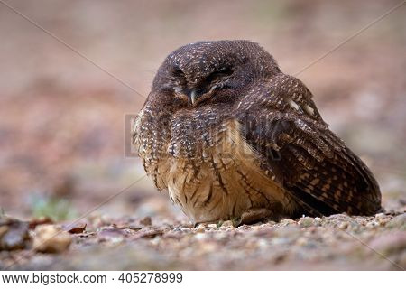 Tiny Owl Napping On The Sand Ground