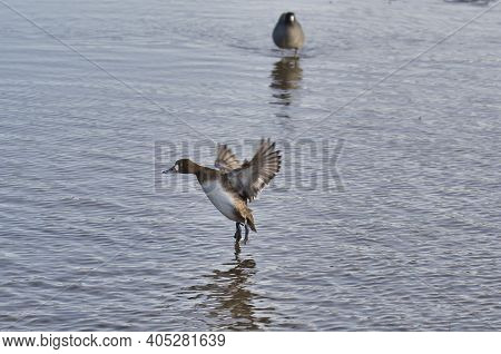 A Female Greater Scaup Making A Landing.   Burnaby Bc Canada