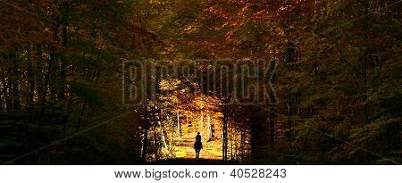 Wald