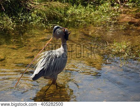 Grea Blue Heron (ardea Herodias) Hunting In The Florida Everglades