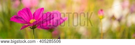 Closeup Of Pink Purple Flower On Blurred Gereen Background Under Sunlight With Bokeh And Copy Space 