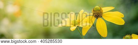 Closeup Of Yellow Flower On Blurred Gereen Background Under Sunlight With Bokeh And Copy Space Using