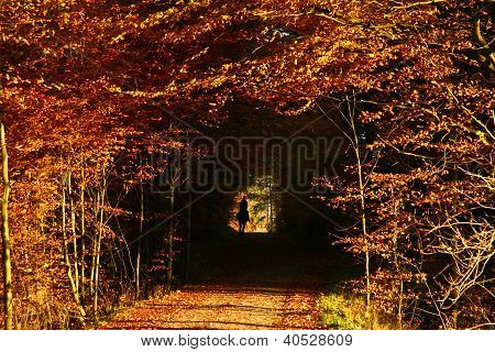Wald