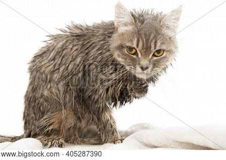 An Angry, Displeased Wet Cat Sits And Looks Into The Frame With Yellow Eyes. Horizontal Photo