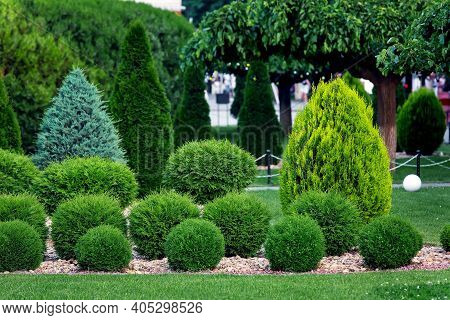 Landscape Bed Of Landscaped Park Growth By Row Arborvitae Bushes By Eco Rock Mulch Path On A Spring 