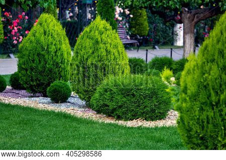 Landscape Bed Of A Garden With Evergreen Bushes Thuja Mulched By Yellow Stone In A Spring Park With 