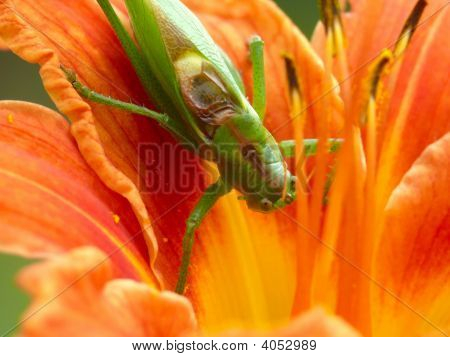 Grasshopper.