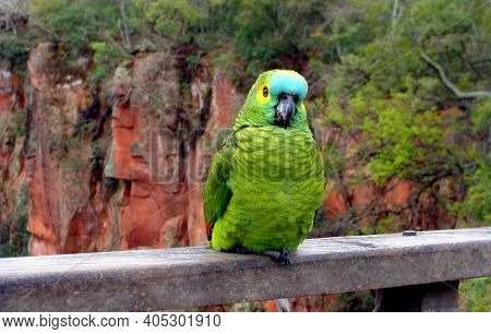 Papagaio Real Livre Em Habitat Natural, Mato Grosso Do Sul, Brasil
