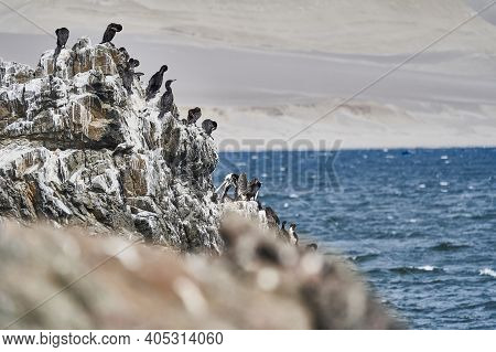 Bird Colony Of Guano Cormorant In Paracas National Park At The Pacific Ocean Coast Line Of Peru. Gua