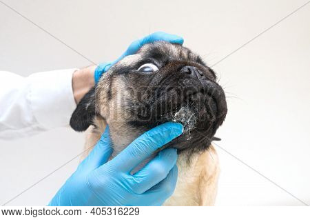 Veterinary Doctor In Medical Gloves Lubricates The Dog Wounds With Ointment. Pug Dog With Red Inflam