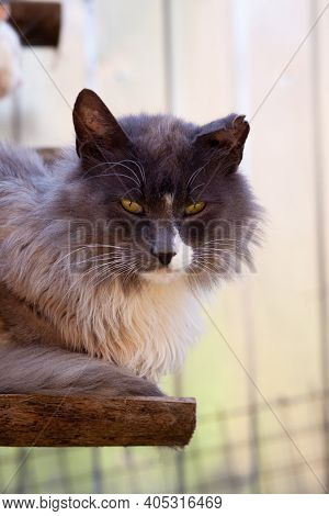 Dark Grey Smoky White-breasted Cat With A Tattered Torn Ear Sits On Wooden Bench Board In Countrysid