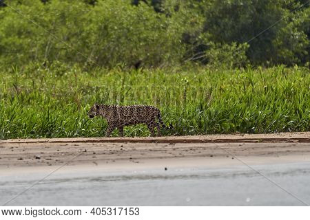 Jaguar, Panthera Onca, Is A Large Felid Species And The Only Extant Member Of The Genus Panthera Nat