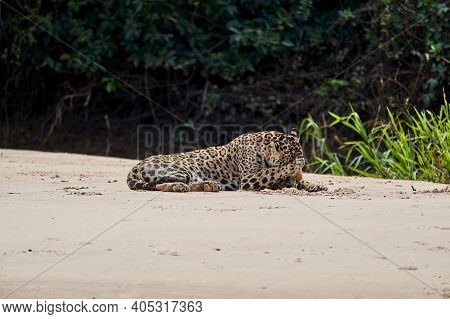 Jaguar, Panthera Onca, Is A Large Felid Species And The Only Extant Member Of The Genus Panthera Nat