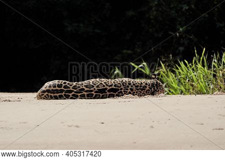Jaguar, Panthera Onca, Is A Large Felid Species And The Only Extant Member Of The Genus Panthera Nat