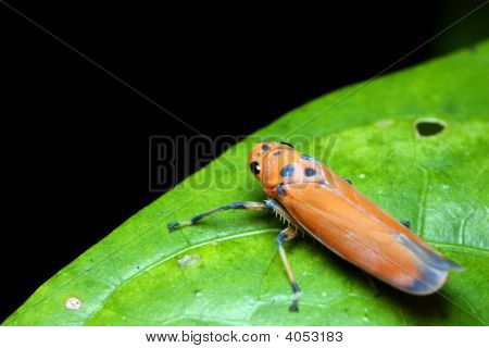Oranžový Hopper