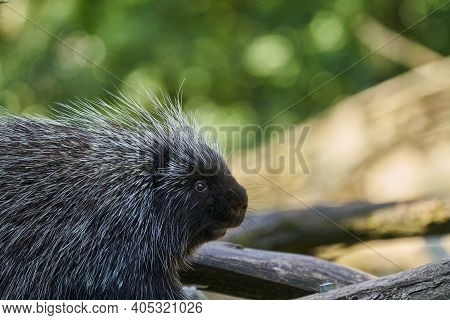 Erethizontidae, North American Porcupine, Climbing Over Trees And Branches. Lives In North America, 
