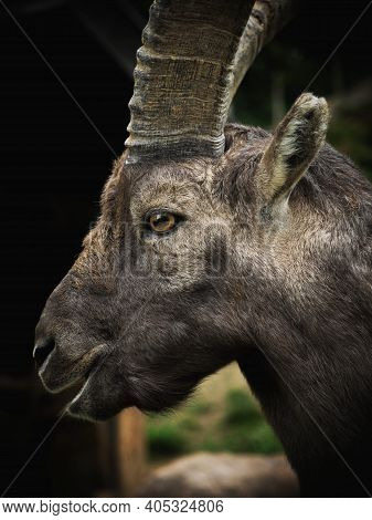 Closeup Head Face Portrait Of Alpine Ibex Capra Steinbock Wild Mountain Goat On Pfaender Bregenz Vor