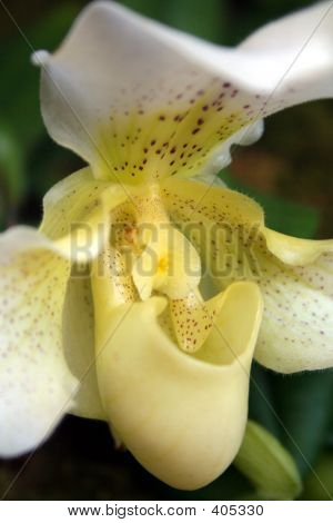 Orchids4
