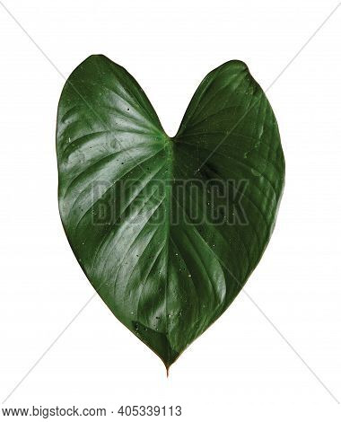 Homalomena Rubescens Leaf Isolated On White Background, Heart Shaped Plant, Plants Of The Araceae Fa