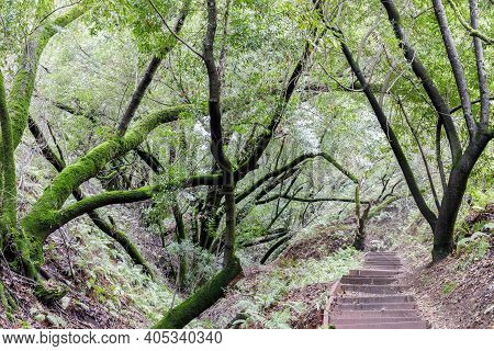 Stairs Crossing California Bay Laurel. Foothills Park, Santa Clara County, California, Usa.