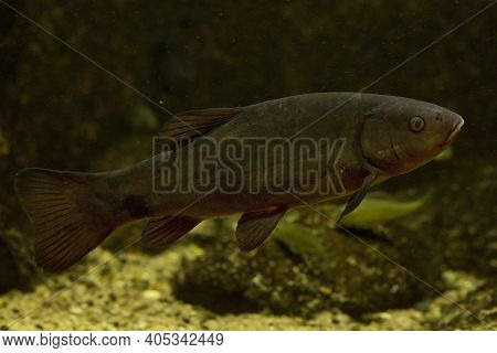 The Tench (tinca Tinca) Swims In Aquarium.