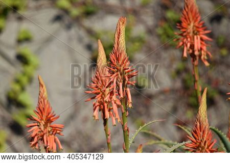 Aloe Flowers In Full Bloom Xanthorrhoeaceae Succulent Plant