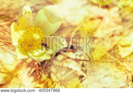 First Spring Flower. Natural Flowery Fon With White Snowdrop Flower And Bee In Nature. Copy Space. T