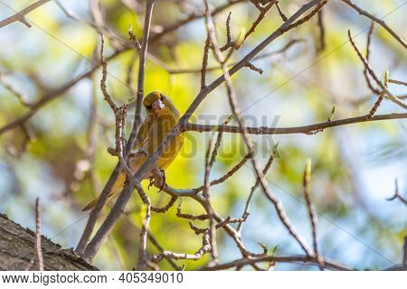 Green And Yellow Songbird, European Greenfinch Sitting On A Branch In Spring. The European Greenfinc