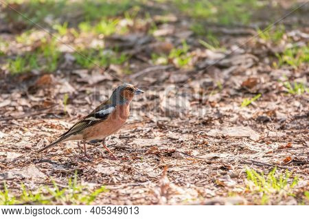 The Common Finch, Fringilla Coelebs, Sits On The Ground In Spring. Beautiful Forest Bird Common Chaf