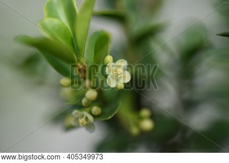 Japanese Holly (ilex Crenata) Flowers / Aquifoliaceae Evergreen Shrub.