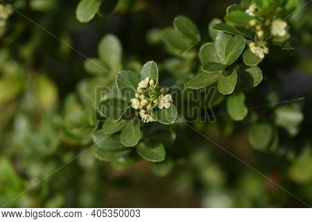 Japanese Holly /ilex Crenata  Flowers / Aquifoliaceae Evergreen Shrub.