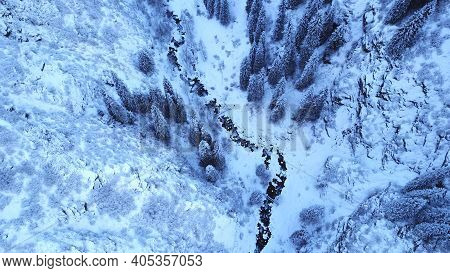 A Majestic Snowy Gorge With Fir Trees In Mountains. Tall Trees Brush Against White Clouds. Steep Cli