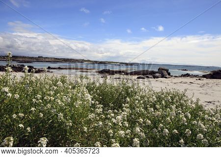 Connemara (ireland), - July 25, 2016: Flowers In Connemara Beach, Co. Galway, Ireland