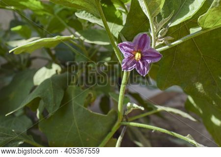 Brinjal Violet Flower Blooming In Backyard Kitchen Gardening, Eggplant Flower Close Up With Green Fr