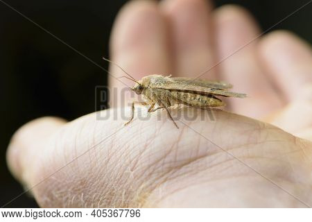 Moth Tineola Sits On A Man's Hand. A Beautiful Butterfly Sits On A Hand And Prepares To Fly Into The