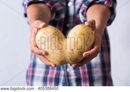 Trendy Ugly Vegetable, Funny Potato With Imperfect Heart Shape In Hands. Farmers Produce, Organic, M