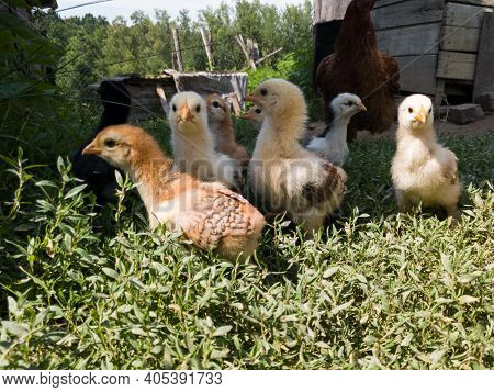 Hen Children In Farm Yard, Little Chicks Stands In Grass In Countryside During Sunny Day