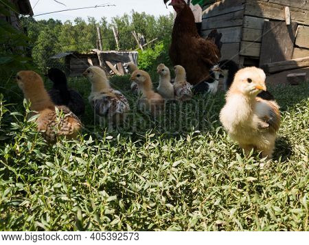Hen Children In Farm Yard, Little Chicks Stands In Grass In Countryside During Sunny Day