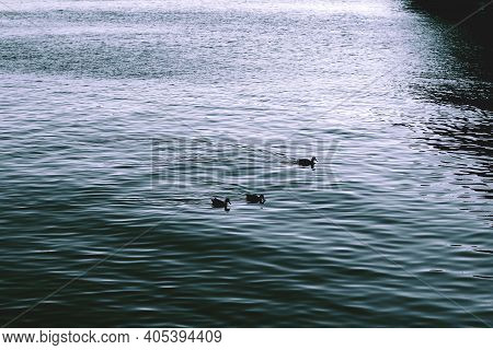 Silhouettes Of Three Ducks Swimming On The Lake In Morning