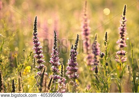 Loosestrife field Nature sunset flower Nature background flower Nature background flower garden Nature flower Nature flowers meadow Nature background Nature flower morning Nature background flower bloom Nature flower wildflowers flower Nature background.