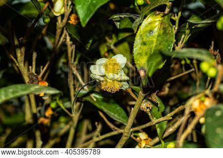 The Tea Plant Or Camellia Sinensis Is A Member Of The Theaceae Family