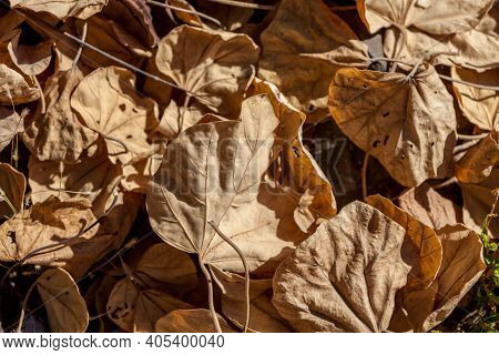 Dry Bodhi Tree Leafs On The Ground. Dry Floral Background. Version 2.